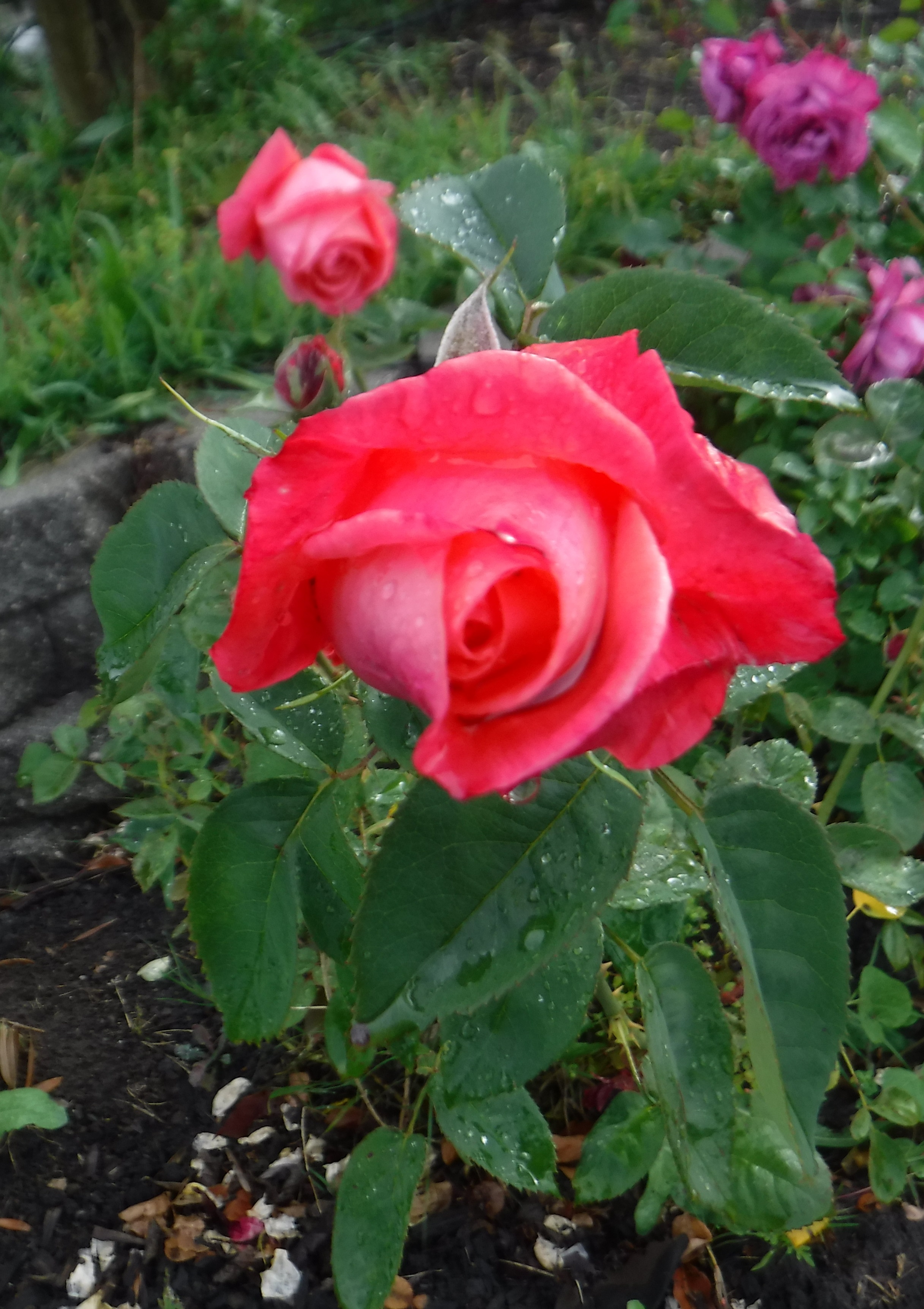 Photo taken by me 5-16-18