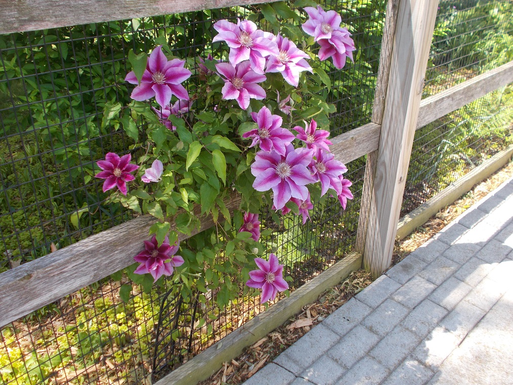 emporia zoo, clematis, May 2019