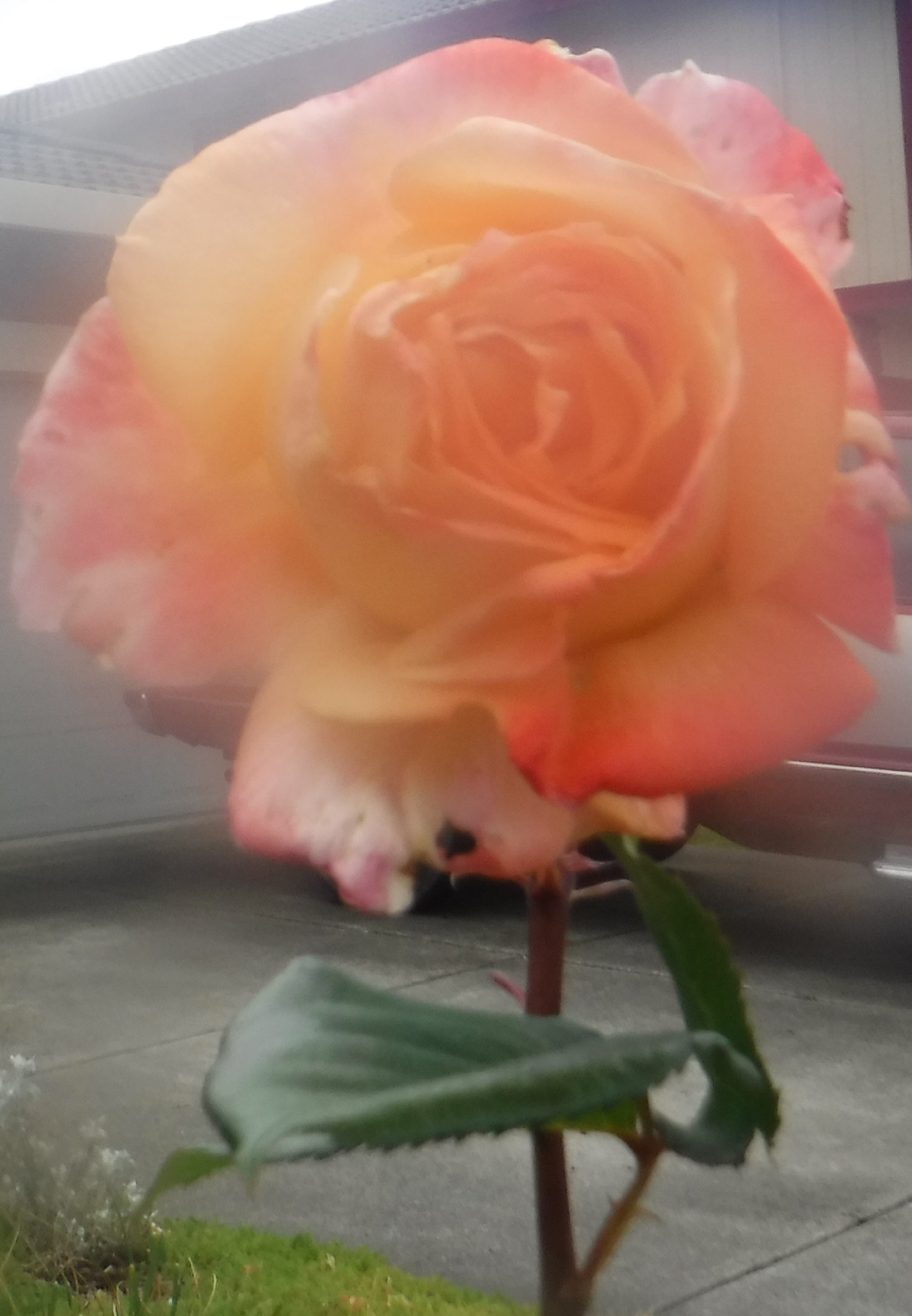 Photo taken by me 5-16-19 Photo taken by me 5-16-19