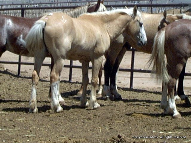 Wild stallions from the 2012 Sheldon-Hart Refuge gather conducted illegally by the USFWS.
