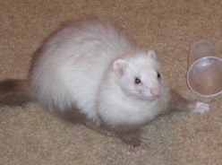 ferret - ferret