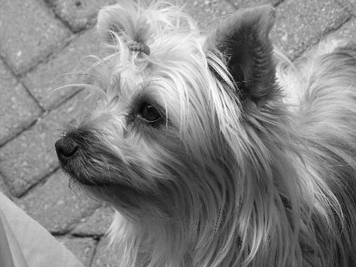 Savannah - My little yorkie, she is very playful, loves children. Everynight before bed I pick up all her toys & put them in her toy box, she promptly takes them out again and lies them all around the box!!!