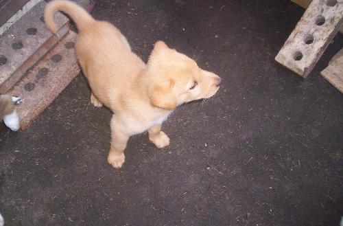 Princess - One of six puppies my dog had this past summer.
