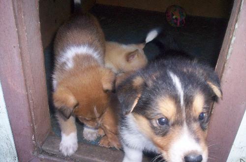 Puppies - These little guys are so cute.