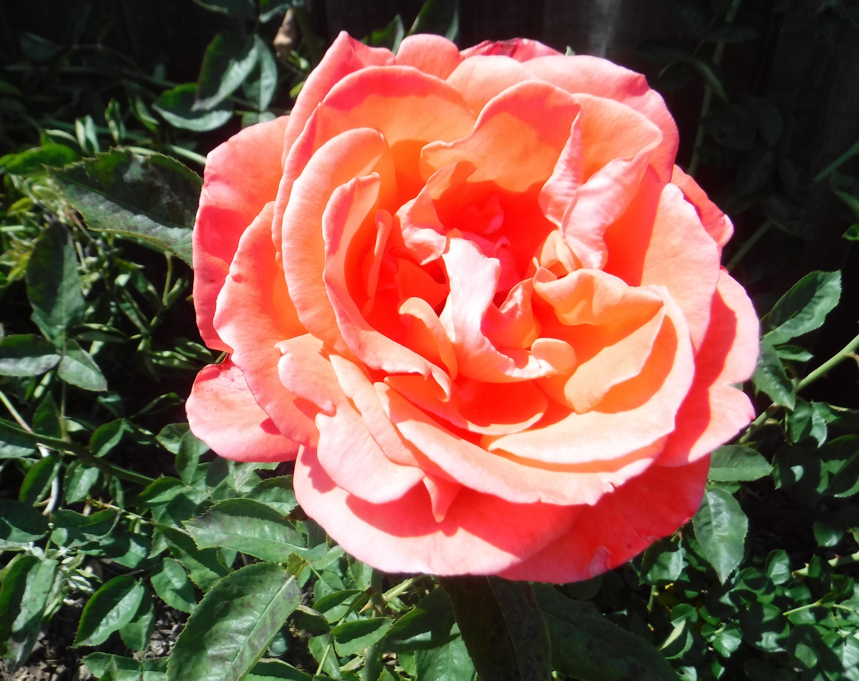 Photo taken by me 5-29-19 Photo taken by me 5-29-19