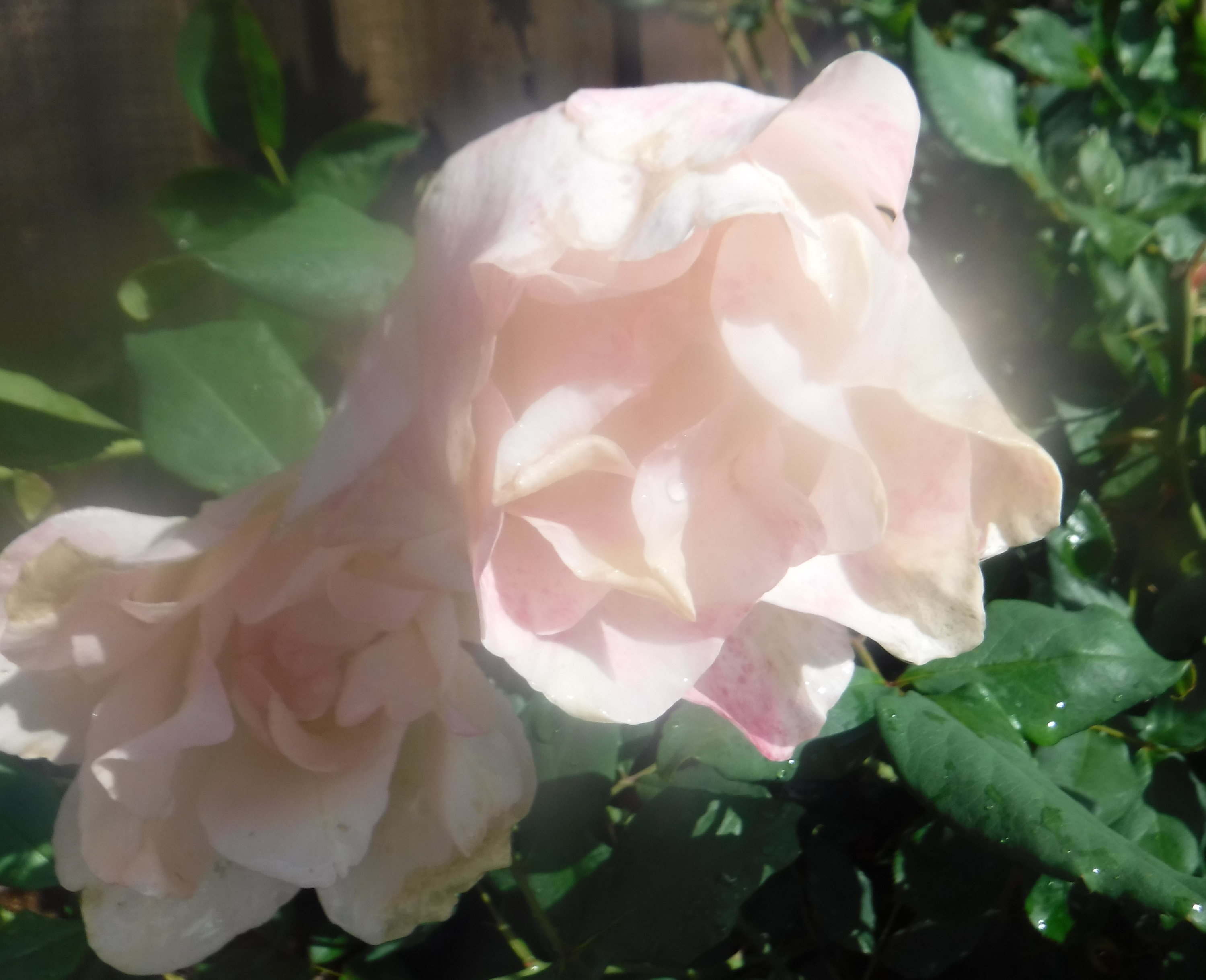 Photo taken by me 5-19-19 Photo taken by me 5-19-19