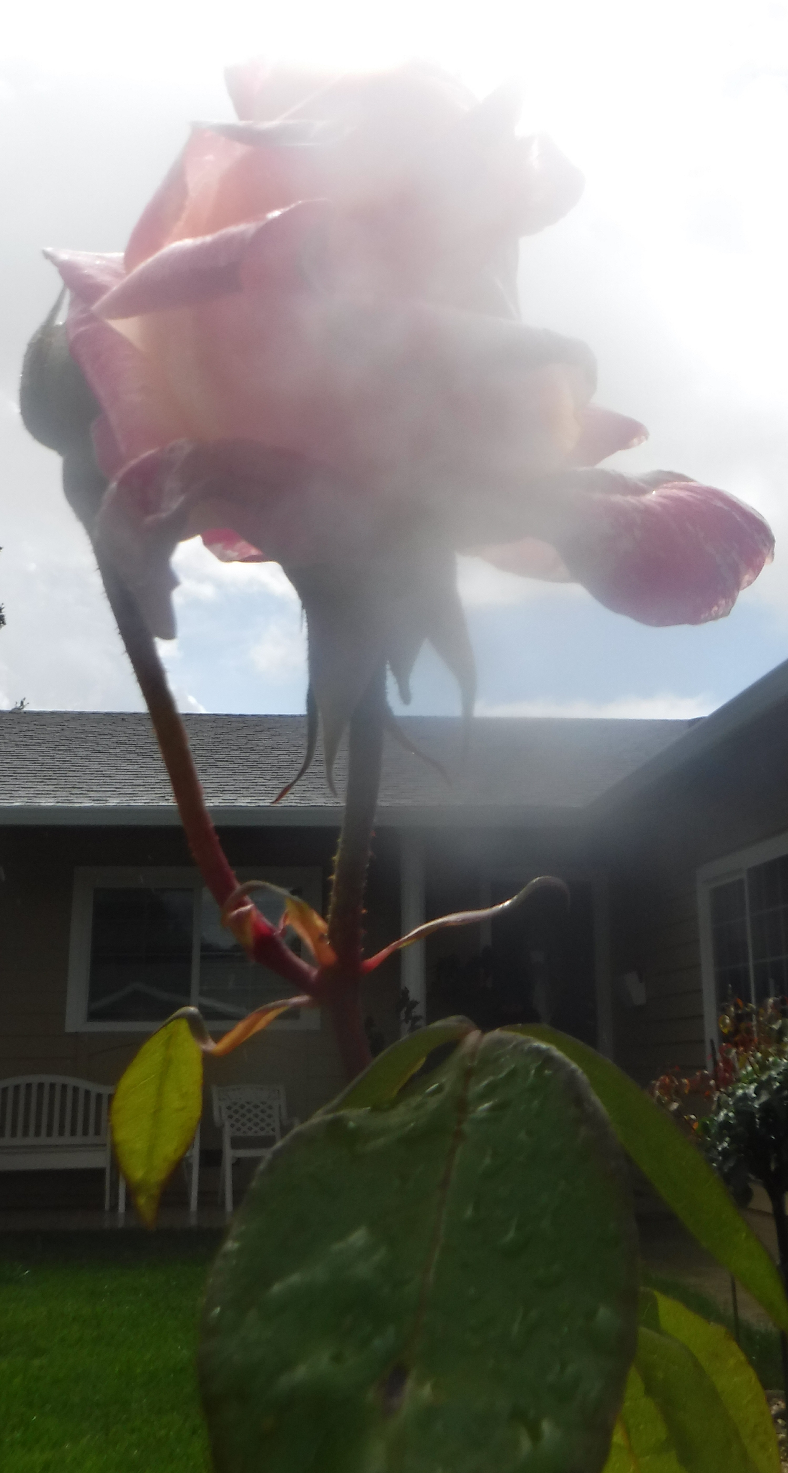 Photo taken by me 5-19-19
