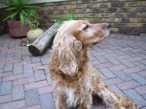 pollie - My cocker spaniel cross really is camera shy and does look away from the camera. she looks like a real snob, but has a lovely friendly nature. she is very demanding though.