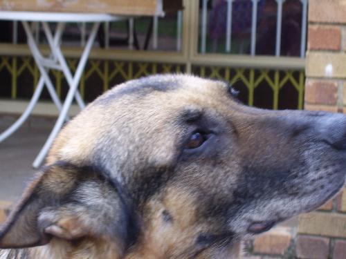 German Shepherd - My old dog. He does not like a camera at all. So he is not pressured. He has been very loyal, and is the most gentle of my 3 dogs. He wouldent hurt a fly.