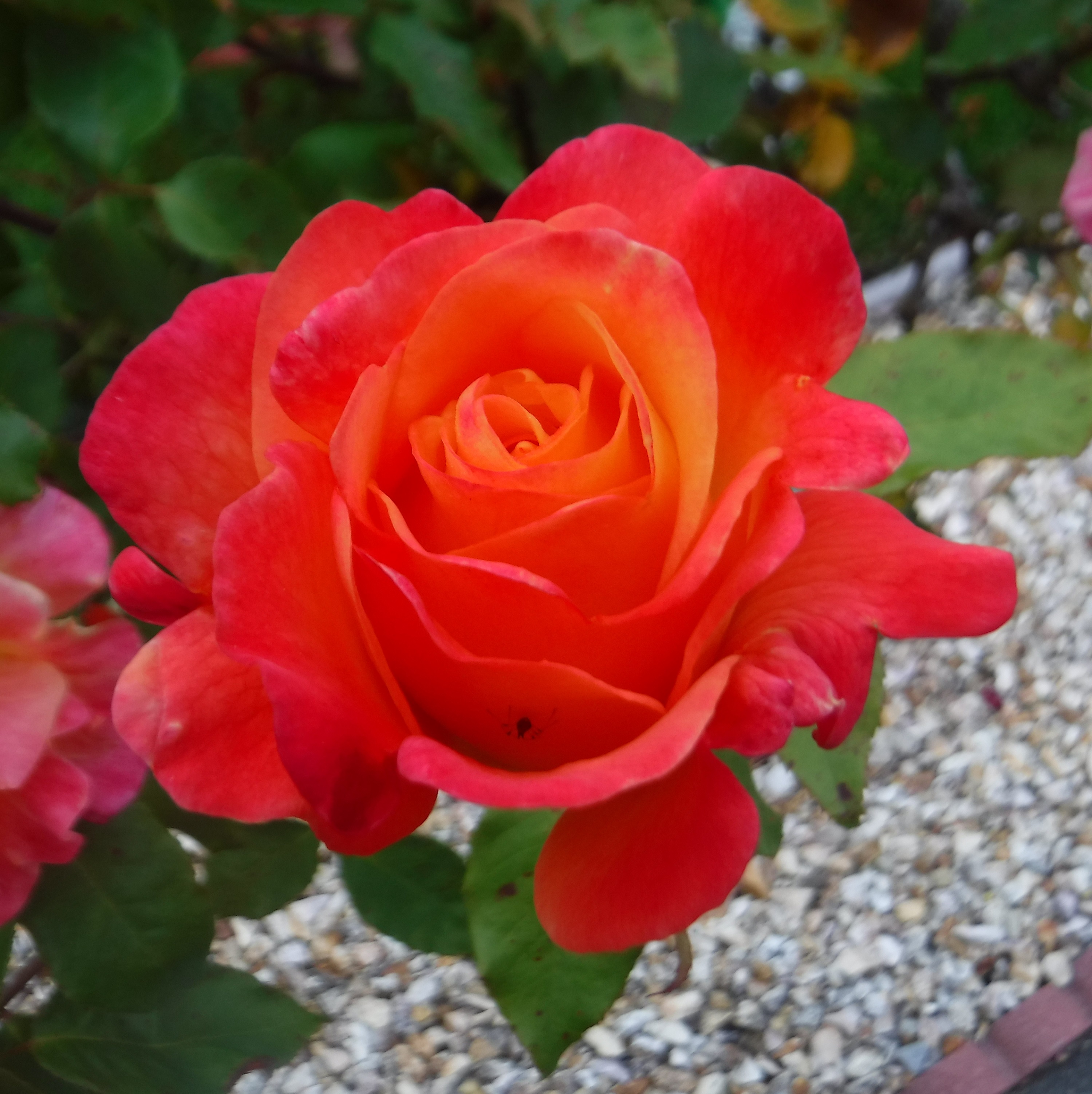 Photo taken by me 5-31-19