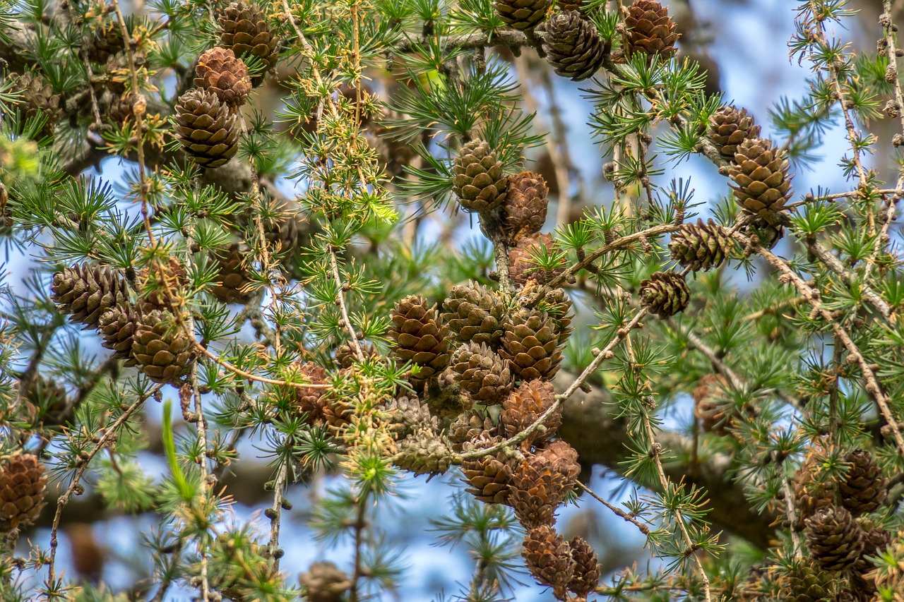 https://pixabay.com/photos/larch-conifer-tap-branches-needles-4244060/