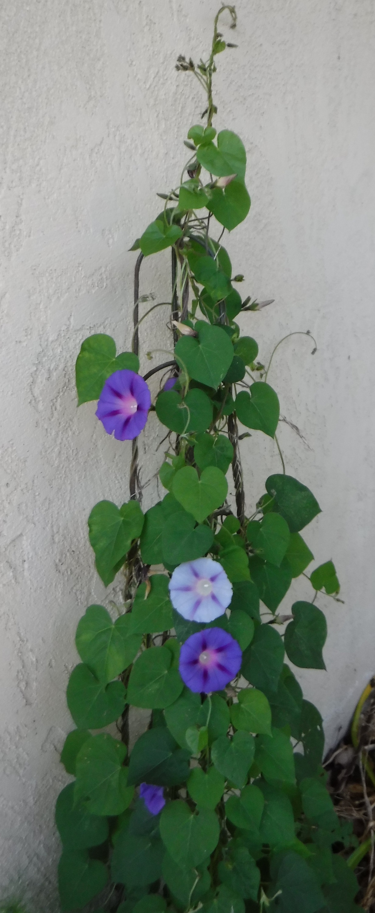 Photo I took of the morning glories out front Photo I took of the morning glories out front