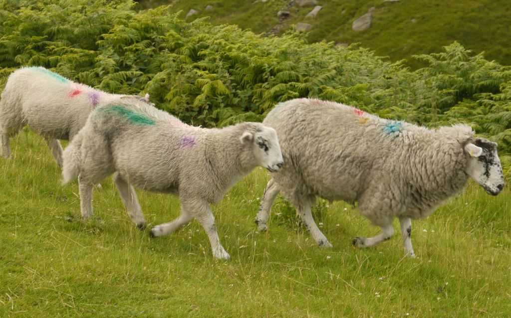 Photo taken by me - sheep Photo taken by me - sheep
