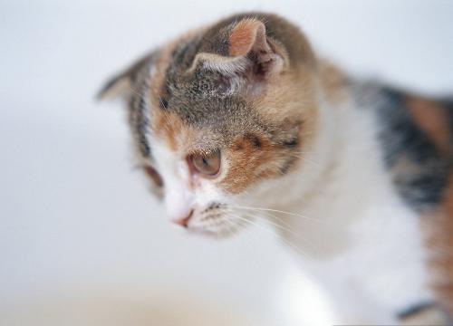 Curious look - sweet kitten