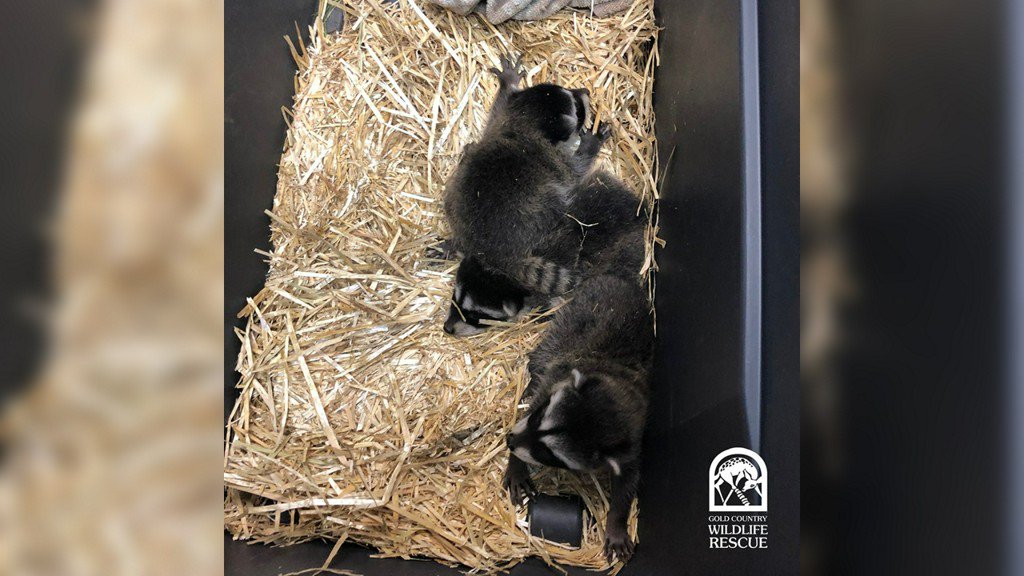 Baby racoons retutn to their mom in California Baby racoons retutn to their mom in California