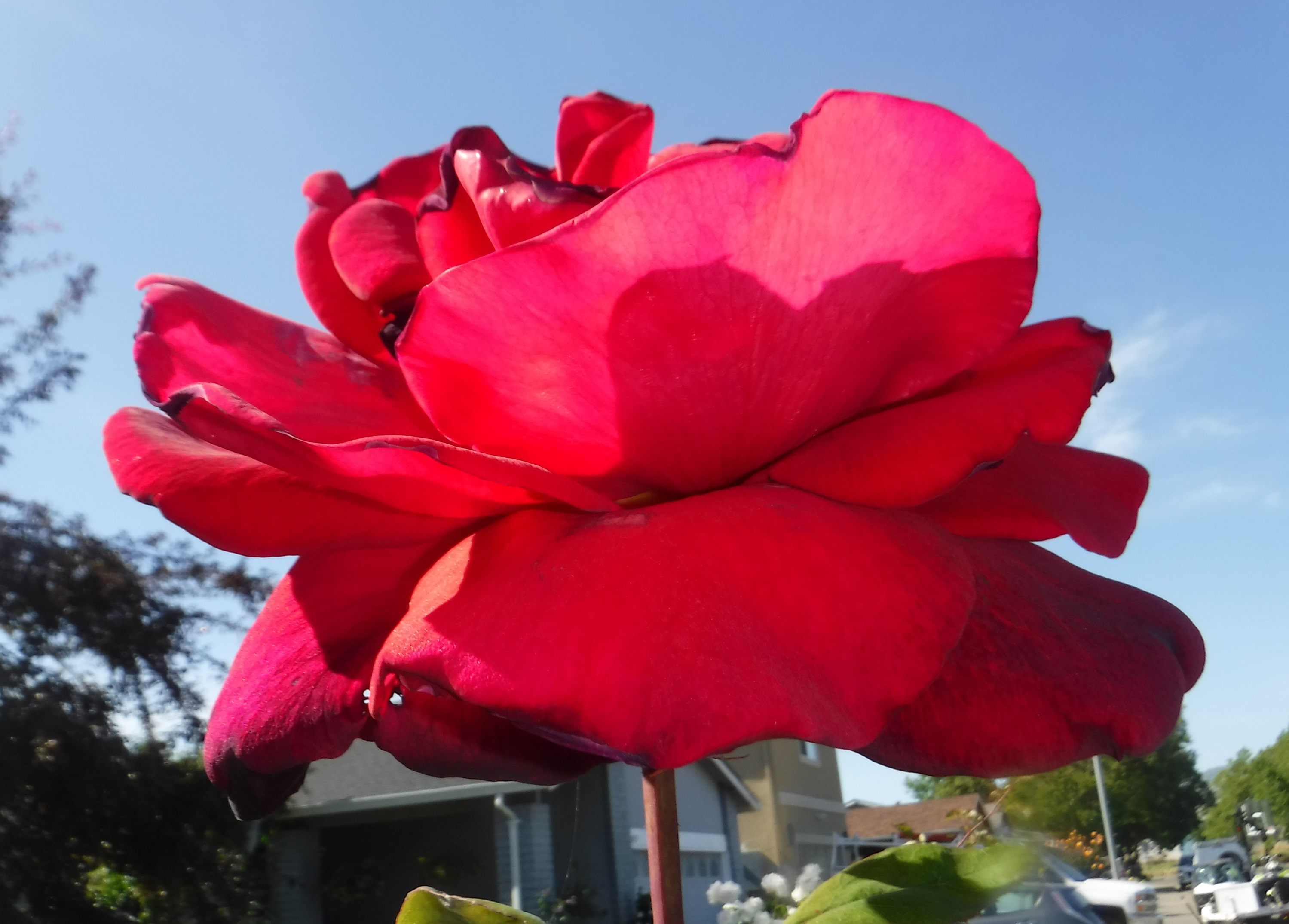 Photo taken by me 6-6-19 Photo taken by me 6-6-19