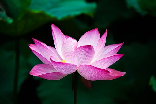 Lotus Flower Lotus Flower
