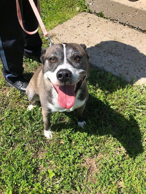 Abby who is an emotional service dog is reunited with her owner Abby who is an emotional service dog is reunited with her owner