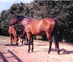 Indy - This is my 'old-timer'.  He's 19 yrs old now - he was 14 or 15 in this photo.
