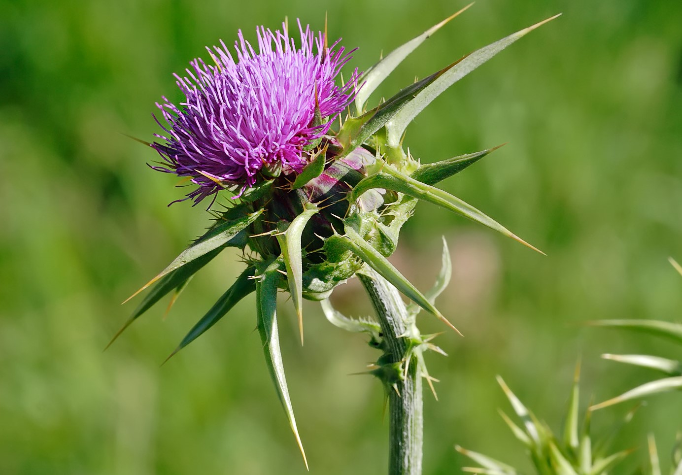 The thistle - Scotland's national flower