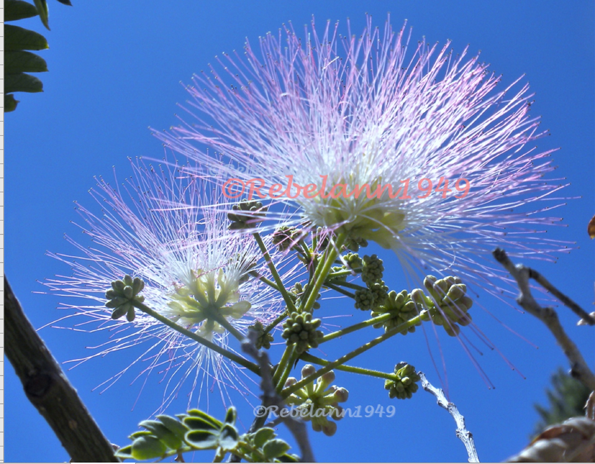 I took this shot of my mimosa blossoms when the sun was shining almost directly into the bloom in May 2011