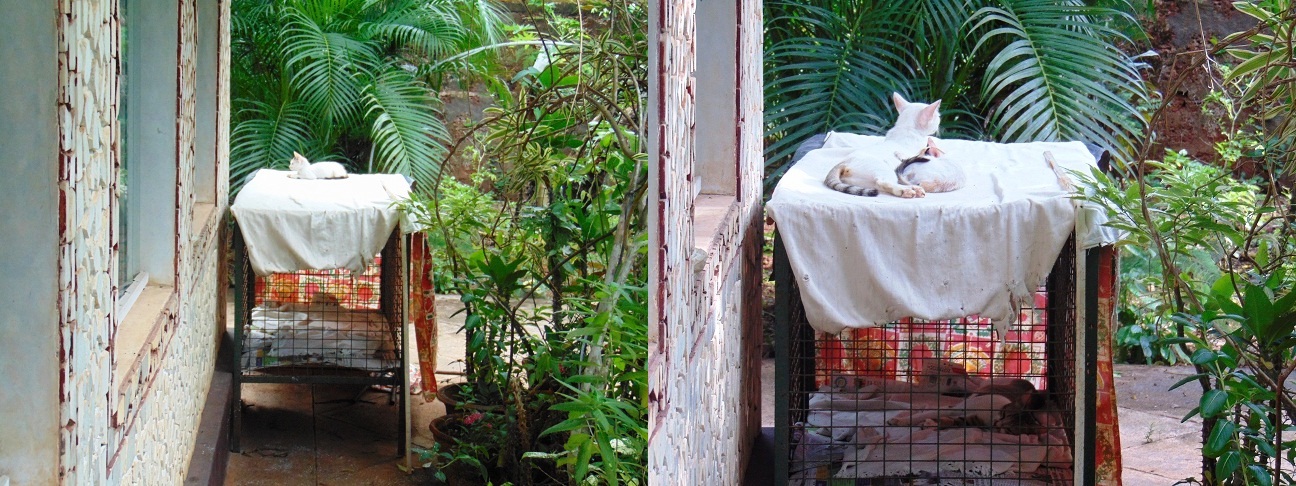 cat stories cat stories