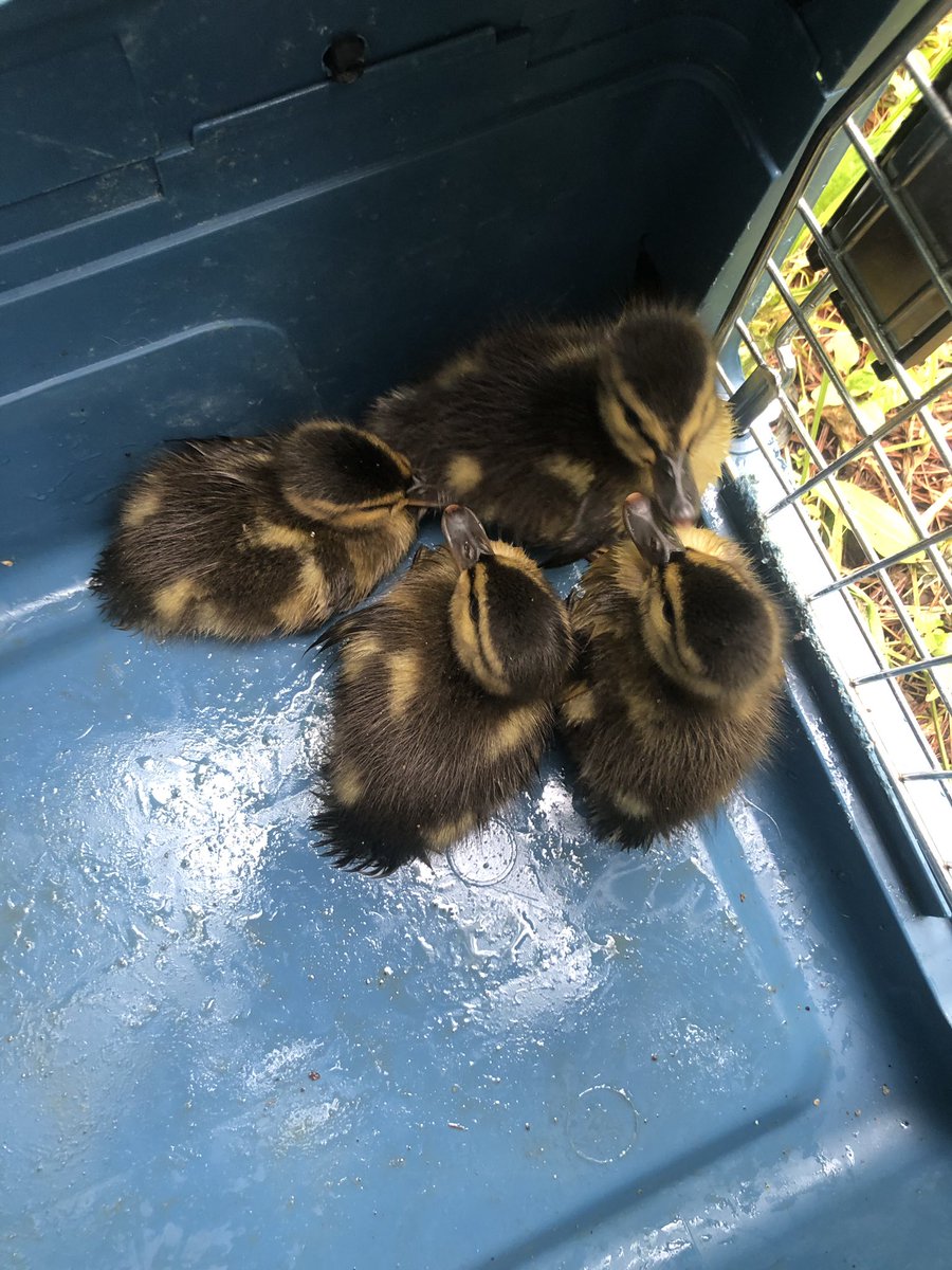 Newington Animal Control to the resuce of four ducklngs Newington Animal Control to the resuce of four ducklngs