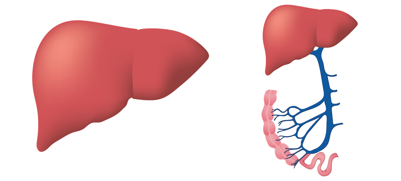 https://pixabay.com/illustrations/liver-biology-medical-anatomy-3026639/ https://pixabay.com/illustrations/liver-biology-medical-anatomy-3026639/