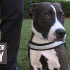 Cappy is a female Pit Bull who is now emplyed in the state capital in PA. Cappy is a female Pit Bull who is now emplyed in the state capital in PA.