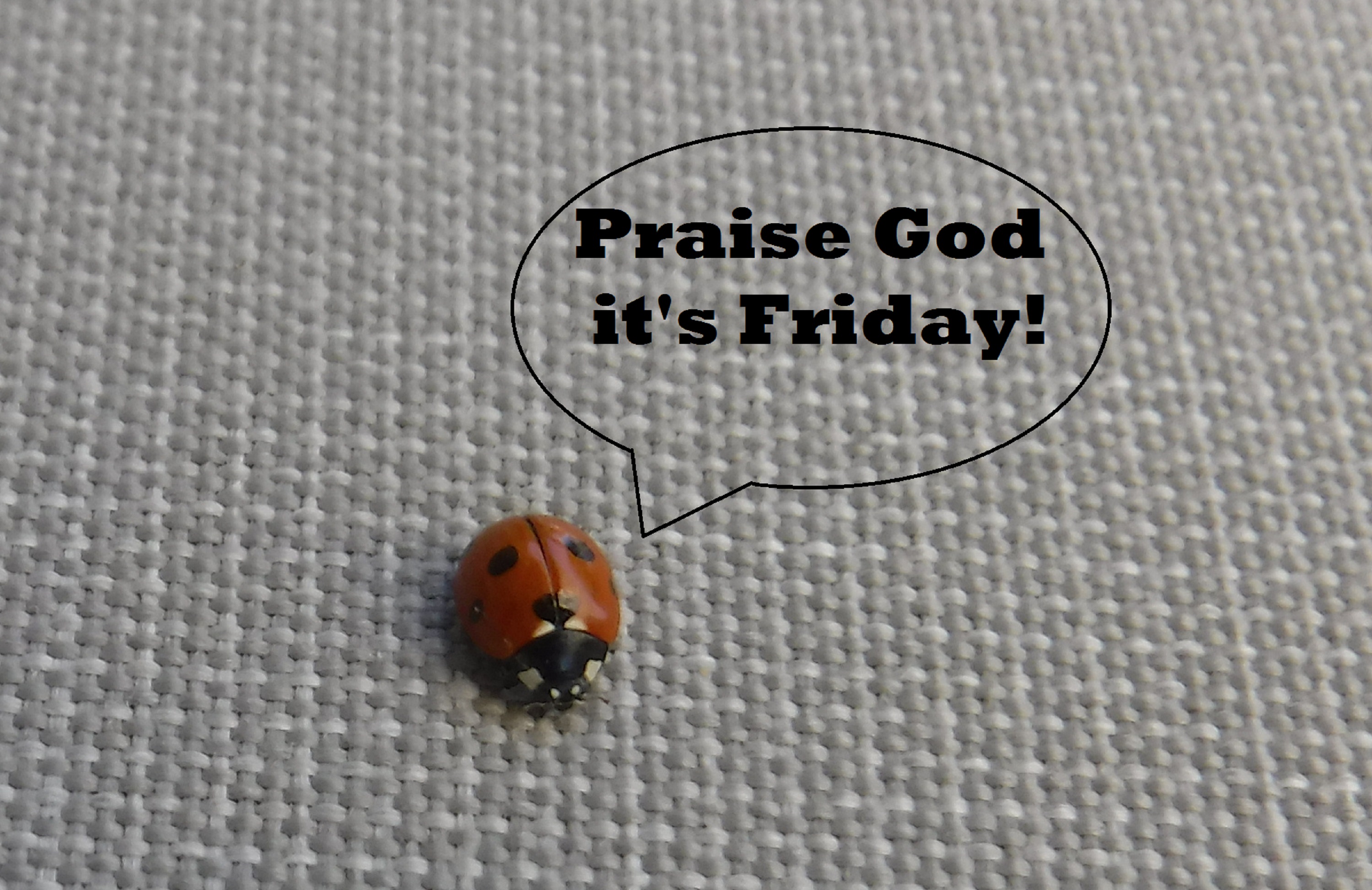 Photo taken by me with speech balloon added on Microsoft Paint