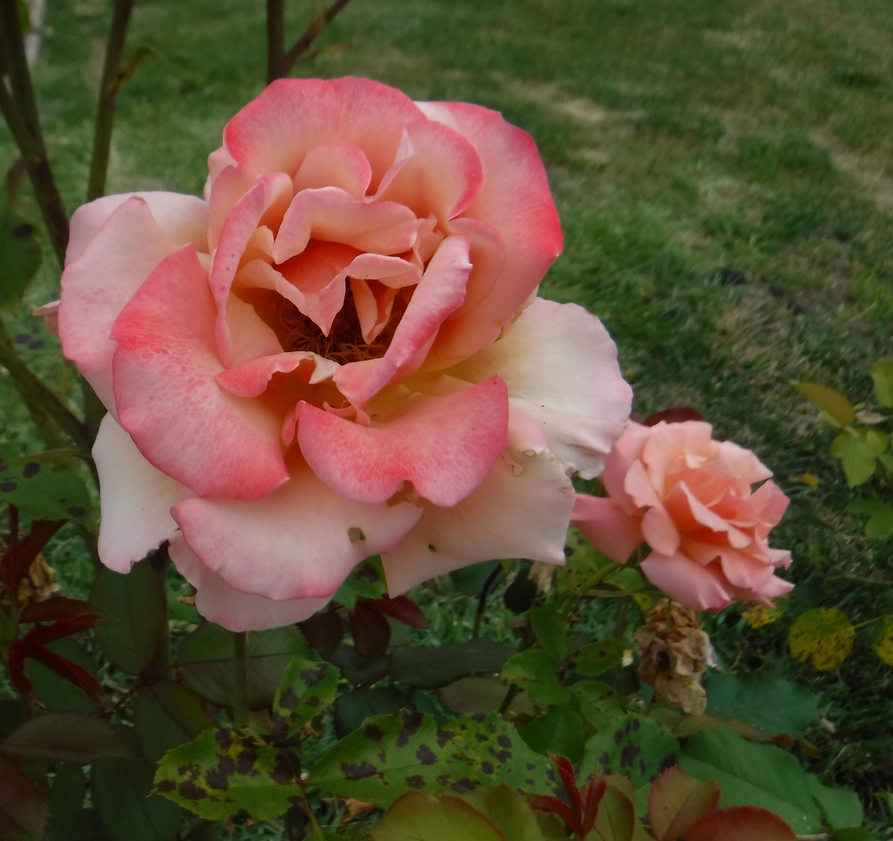 Photo taken by me 6-19-19 Photo taken by me 6-19-19