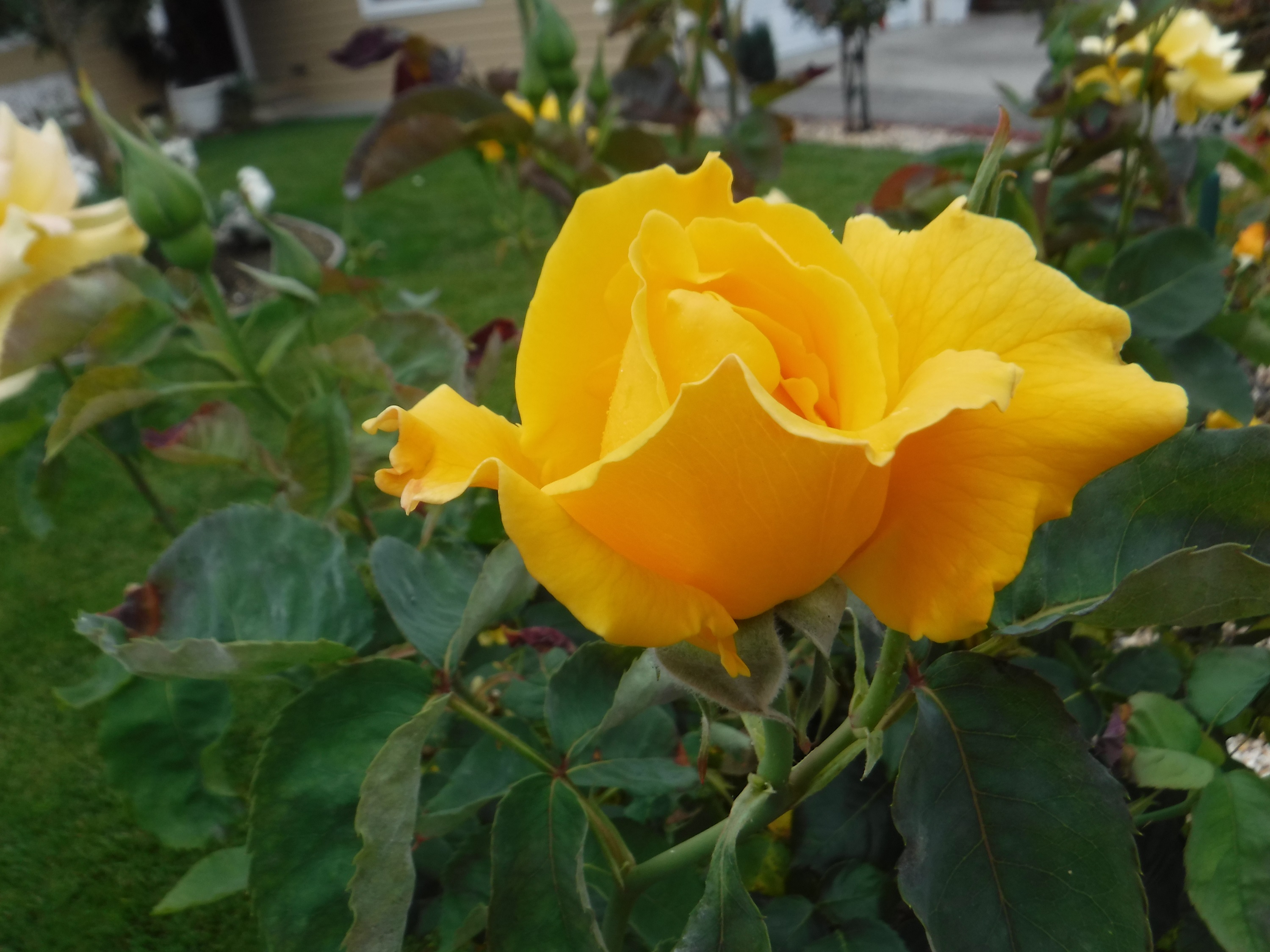 Photo taken by me 6-19-15 Photo taken by me 6-19-15