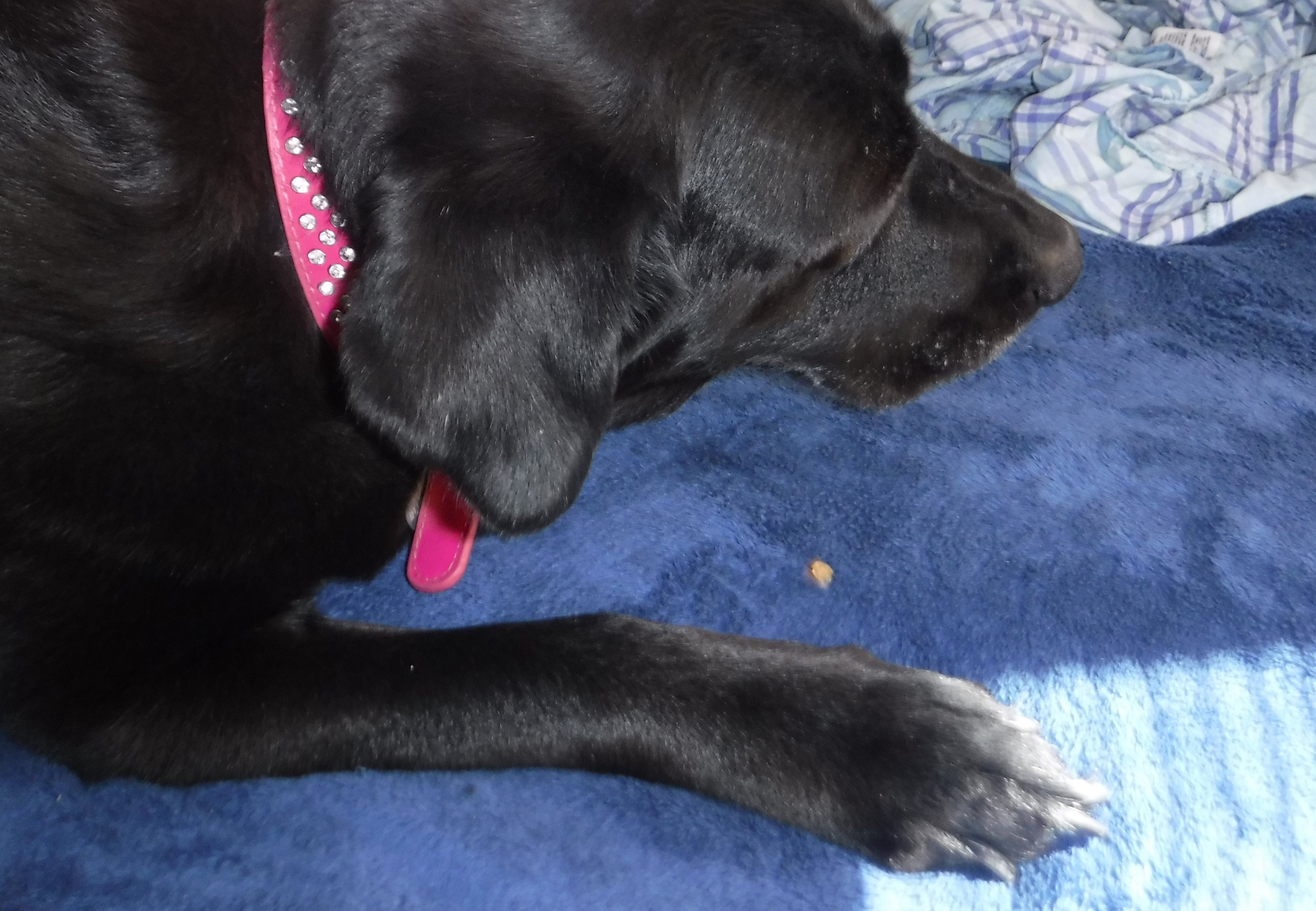 Photo I took of Angel eating a treat on my bed Photo I took of Angel eating a treat on my bed