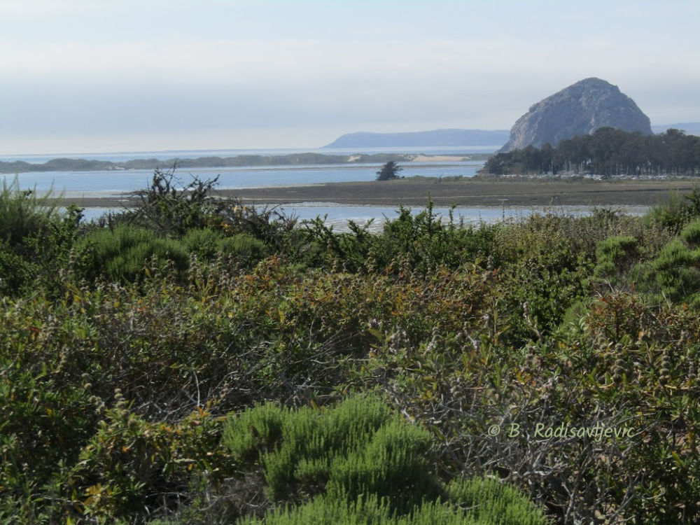 Morro Bay at Dusk from Elfin Forest