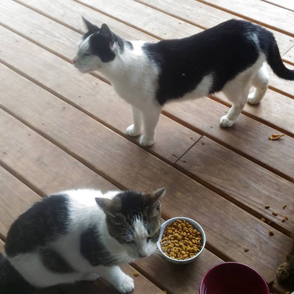 Cats on porch