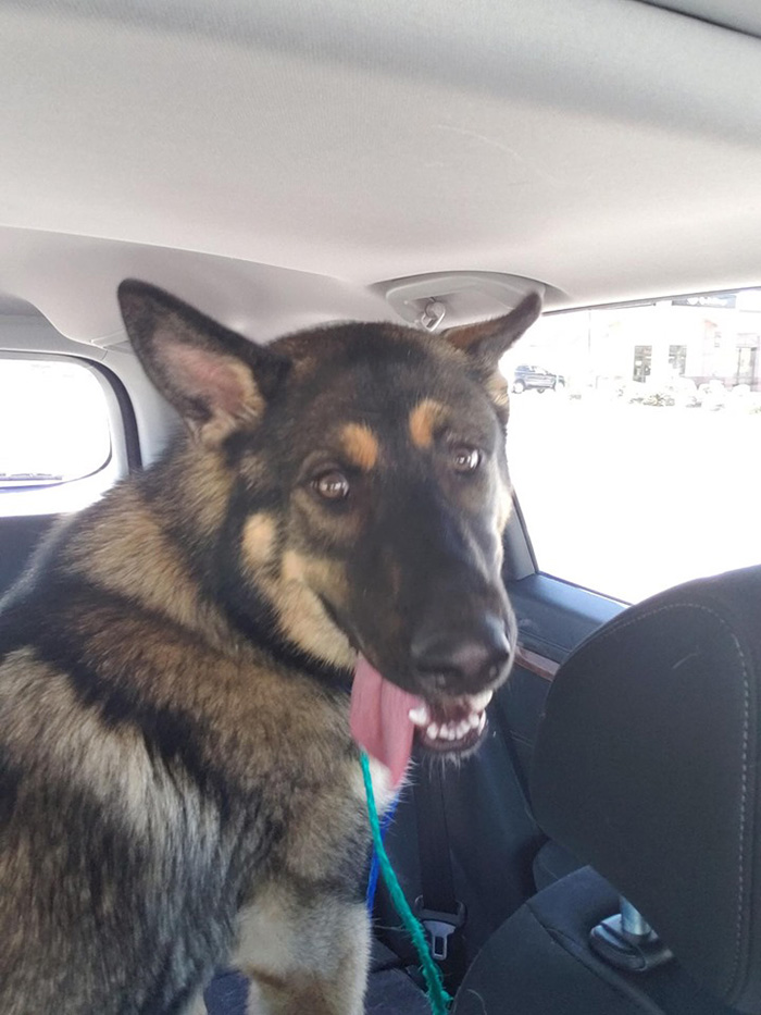 A German Shepherd named Chief gets adopted by a Nevada State Trooper A German Shepherd named Chief gets adopted by a Nevada State Trooper
