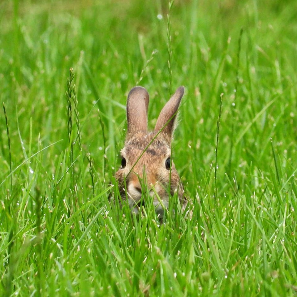 Peek a boo Bunny by minx267