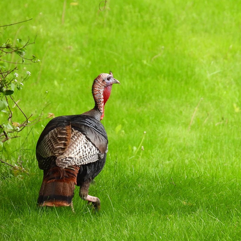 wild turkey by minx267