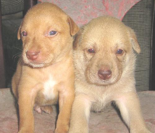 My puppy - My puppy is very cute..