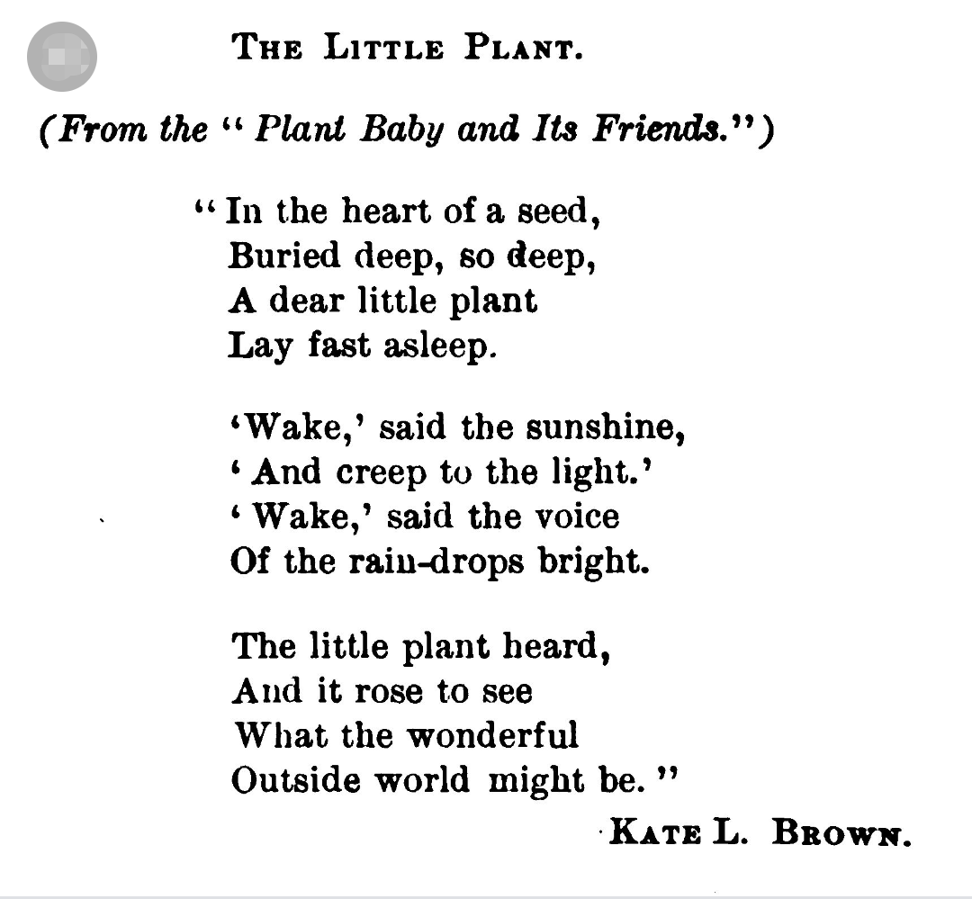 The Plant - Poem