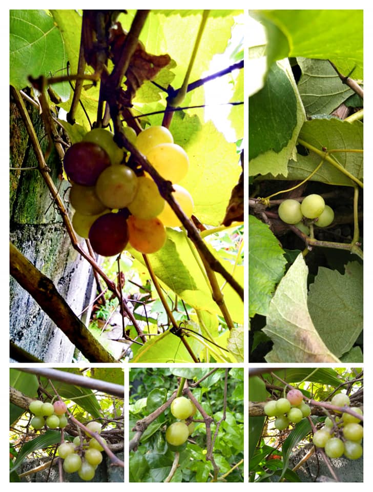 collage of grapes