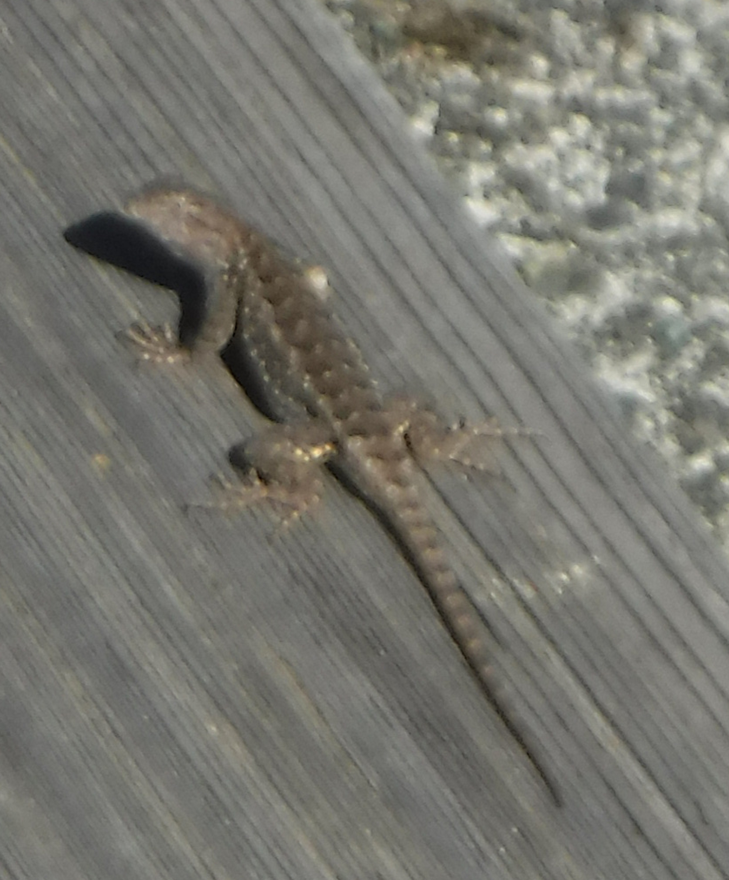 Photo I took of a lizard on the step off the deck. Photo I took of a lizard on the step off the deck.