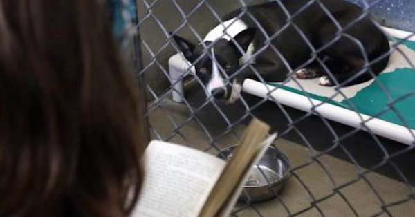 Inmate in Florida reading a book to a dog inside of an animal shelter 