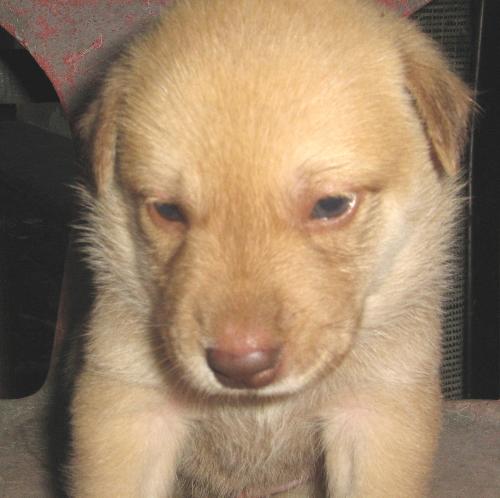 puppy - this also