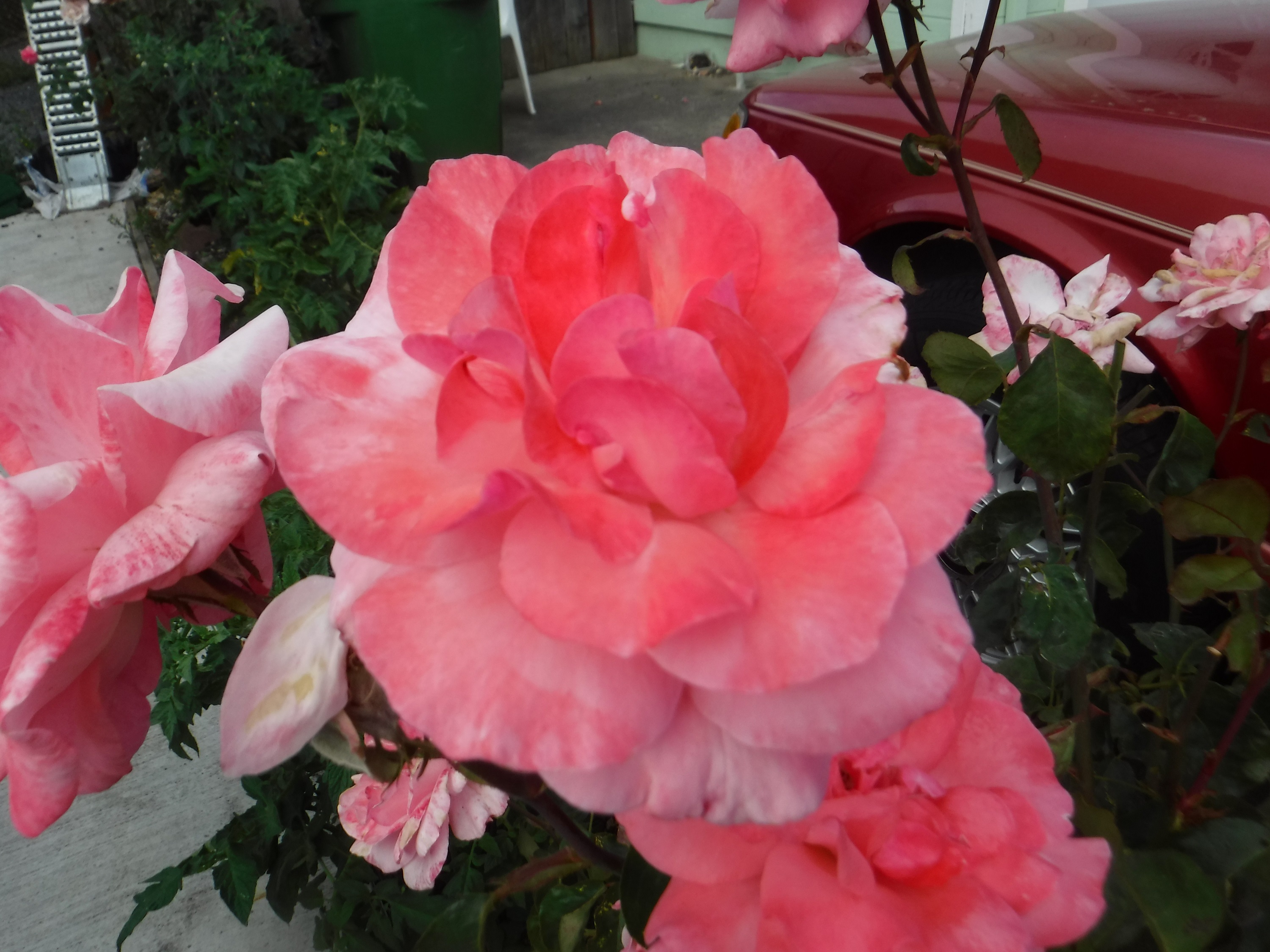 Photo taken by me 7-8-19 Photo taken by me 7-8-19