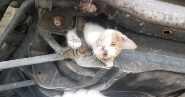 Marigold the kitten is one lucky feline Marigold the kitten is one lucky feline