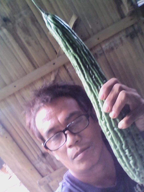 Ampalaya Ampalaya