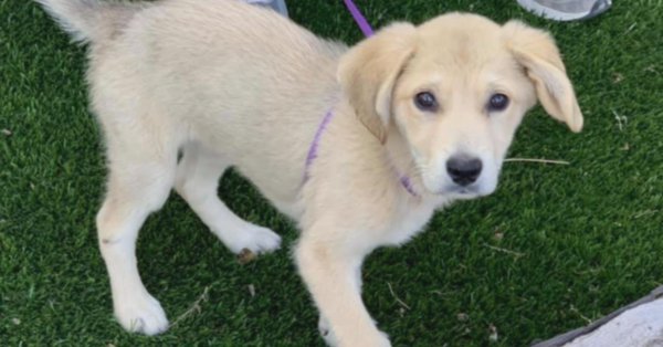 Bella the yellow dog mixed breed who reunited with her owner after 13 days Bella the yellow dog mixed breed who reunited with her owner after 13 days
