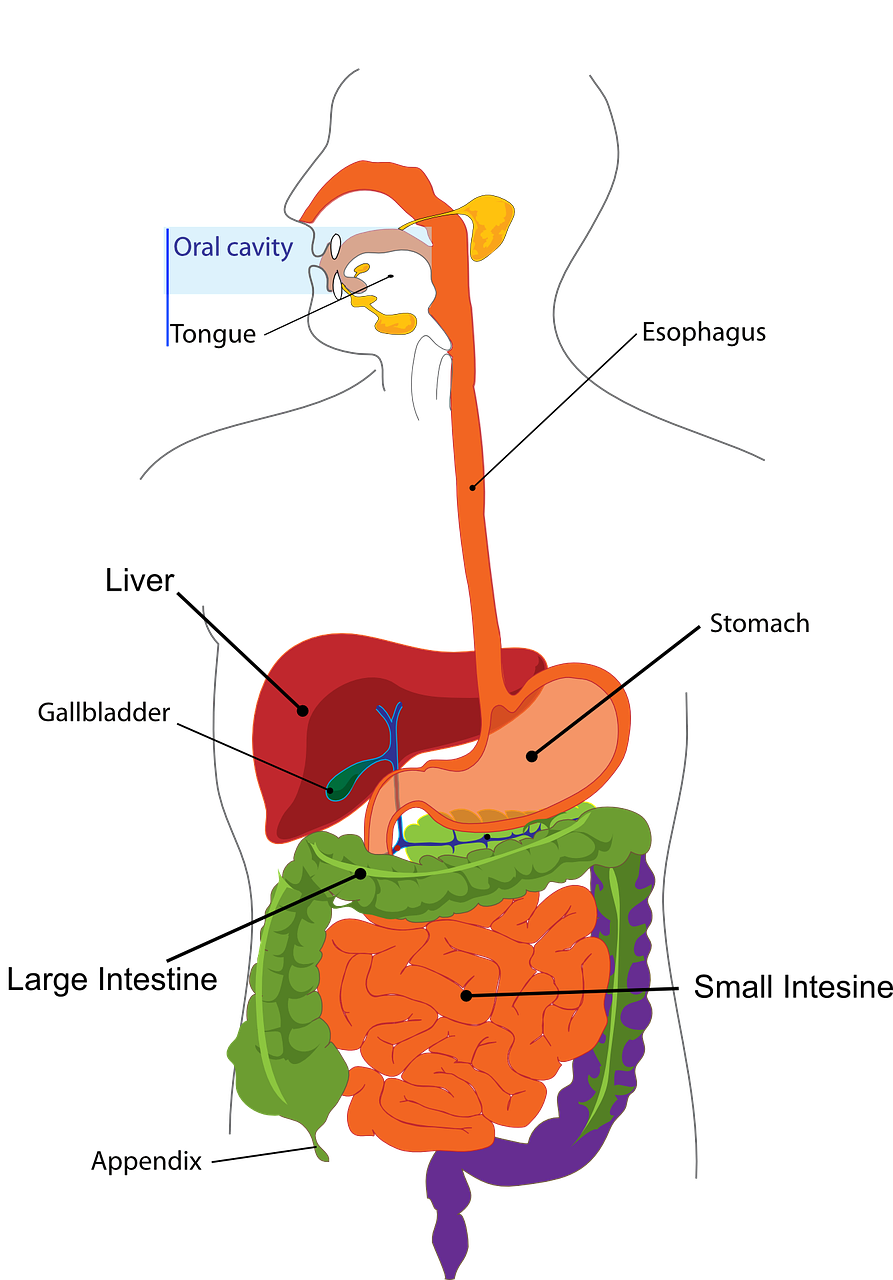 https://pixabay.com/vectors/digestion-intestine-digestive-oral-303364/