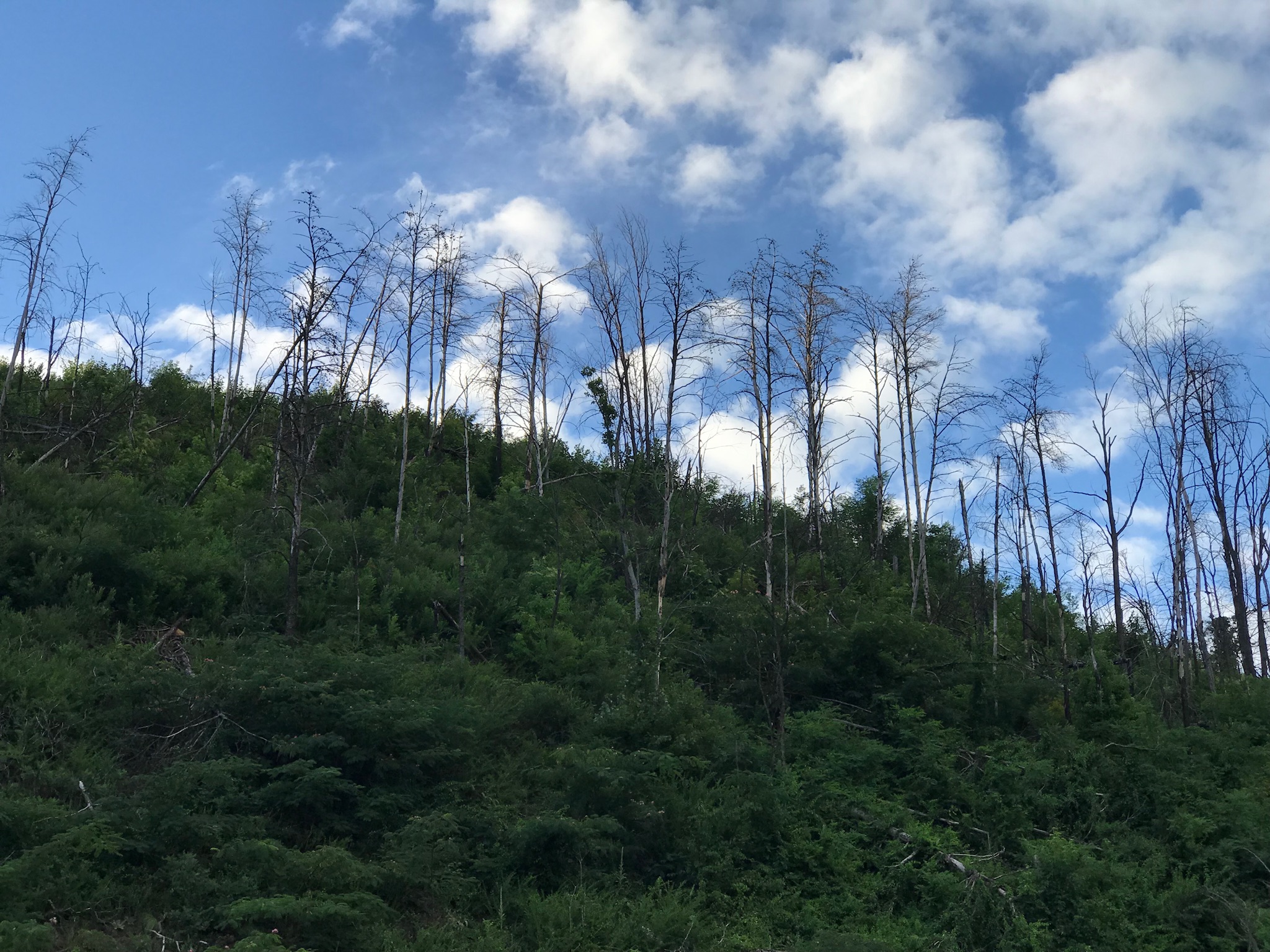 The dead trees on the Gatlinburg Bypass in the Great Smoky Mountains National Park.  Photo taken by and the property of FourWalls.